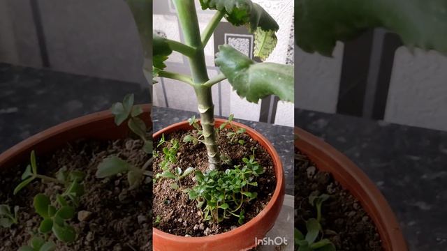 каланхоэ дегремона гулини бошка идишга утказдим. пересадка калонхоэ дегремона.31 марта 2023 г. смотреть онлайн