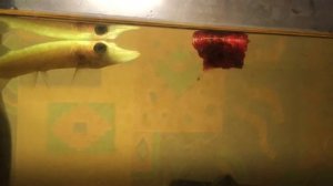 КАК ВЫРАСТИТЬ ЩУКУ В АКВАРИУМЕ