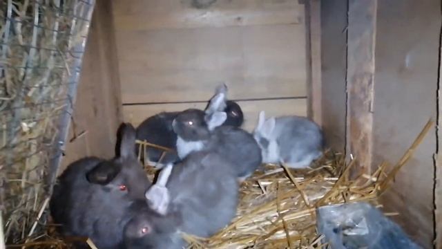 СЕРДЦЕ ДОМА ОСТАНОВИЛОСЬ! ОХОТА НА КРЫС ПРОДОЛЖАЕТСЯ./ДЕРЕВЕНСКИЕ БУДНИ. смотреть онлайн