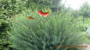 Ива пурпурная Маяк (salix purpurea majak) ? пурпурная ива Маяк обзор: как сажать, саженцы ивы Маяк