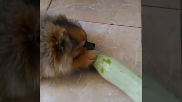 Шпиц ест кабачок??))))