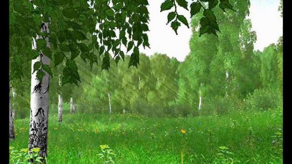 высока береза