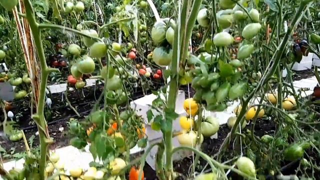 Томат Сумасшедшие вишни Барри (Bаrry's Crazy Cherry). смотреть онлайн