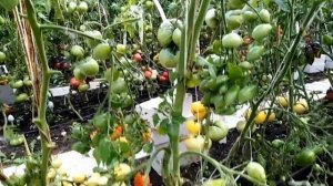 Томат Сумасшедшие вишни Барри (Bаrry's Crazy Cherry).