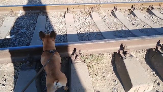 Французский Бульдог и Мопс идут за ИНДЕЙКОЙ на ЩИ смотреть онлайн