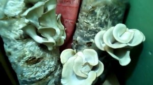 Выращивание вешенки в квартире