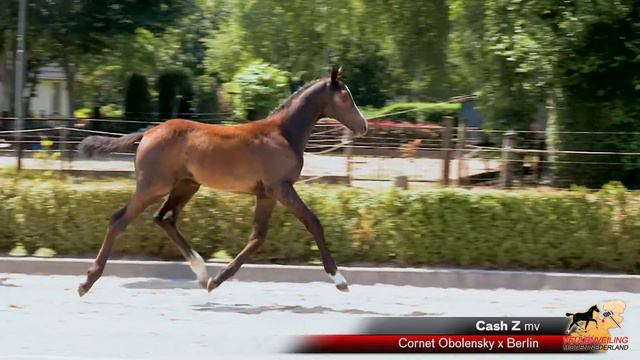 Cash Z (Cornet Obolensky x Berlin) смотреть онлайн