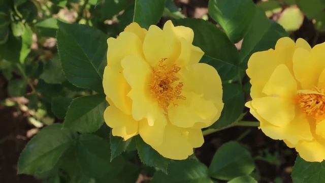 КАК НАДОЛГО СОХРАНИТЬ КРАСОТУ ЦВЕТКА И ПРОДЛИТЬ ЦВЕТЕНИЕ РОЗЫ? смотреть онлайн