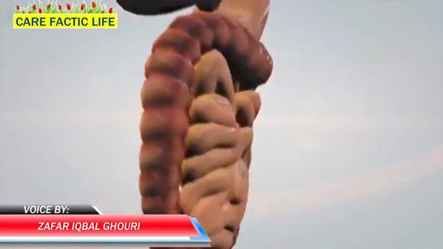 ماذا يحدث عند شرب الماء الساخن بعد تناول الخضار؟ [eng sub] فوائد تناول الهيل || Care Factic Life смотреть онлайн