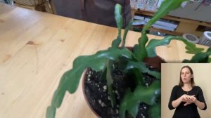 Эпифиллум угловатый – лесной кактус с красивыми цветами | Редкое комнатное растение