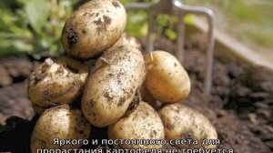 Подготовка картофеля к посадке весной, когда доставать на проращивание