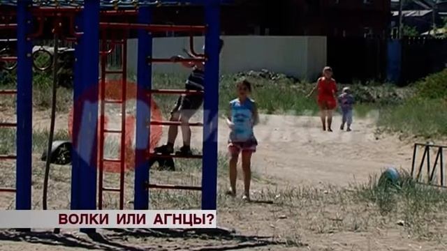 Жители Улан-Удэ возмущены отстрелом бродячих собак смотреть онлайн