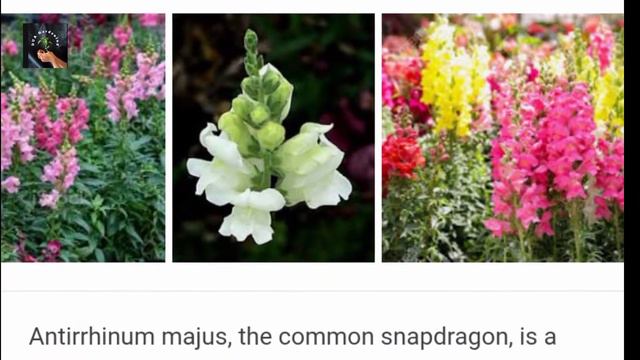 Gomphrena | Dogflower Summer Flowers Plant Care | Glob Amaranth | Globosa | SnapDragon | Antirrhinu