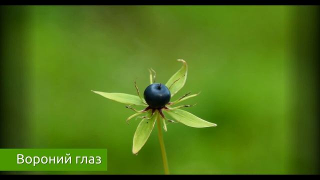 Вороний глаз - опасный яд и отрава для организма / Захар Травник смотреть онлайн