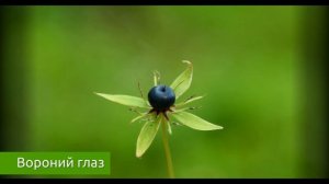 Вороний глаз - опасный яд и отрава для организма / Захар Травник