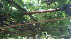 Виноград кишмиш Юпитер на арке. Нагрузка 100 побегов на куст.