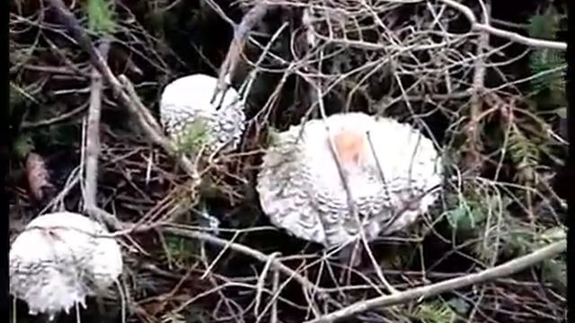 Грибы Зонтики разные в лесу Слизнево. смотреть онлайн