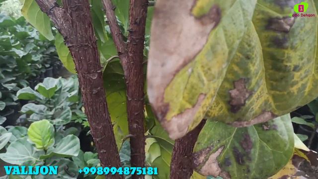 #Гул кучатлари етиштириш +998994875181 #Gulchilik Haqida Malumotlar Qora Shaxzoda Guli #SOTILADI