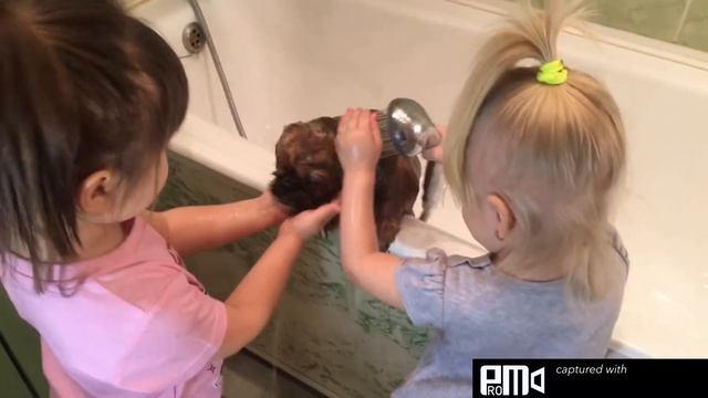 Моют любимую собачку Джульетту Юляша и Нинель!!! смотреть онлайн