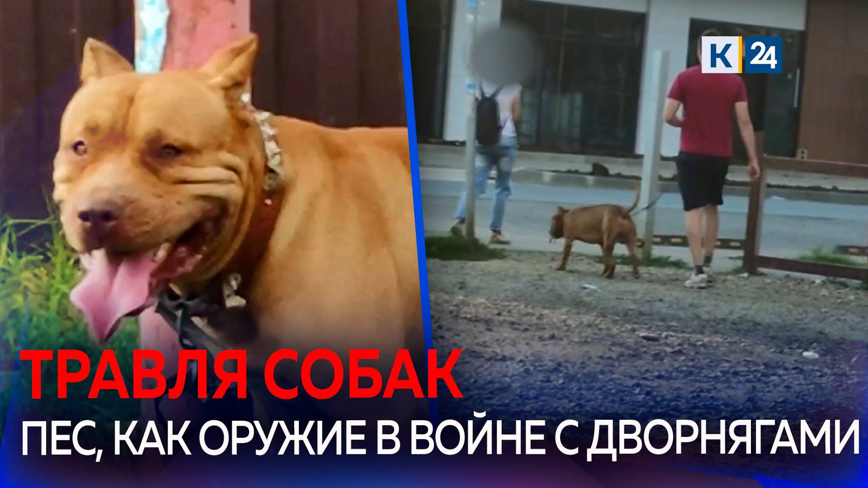 Неизвестный натравливает свою собаку на дворняг в Краснодаре смотреть онлайн