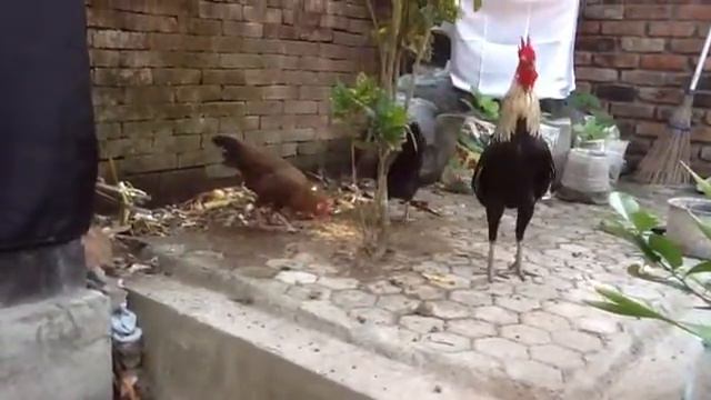 куры 1 смотреть онлайн