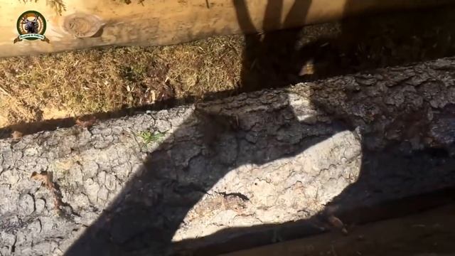 Стройка избы в лесу за 15 минут/Все этапы в одном фильме/Законность строительства