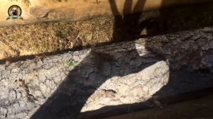 Стройка избы в лесу за 15 минут/Все этапы в одном фильме/Законность строительства