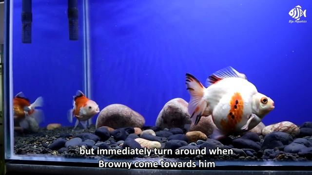 Ep. 3 My Goldfish REACTION When Meeting a New FRIEND смотреть онлайн