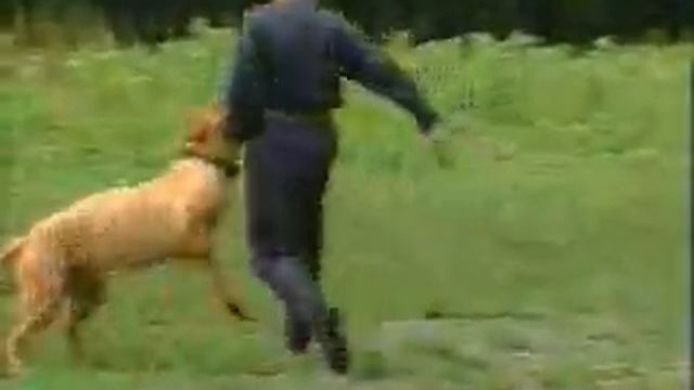 Питомник бордоских догов «Perle de France» http://perl.petsinform.com/ смотреть онлайн
