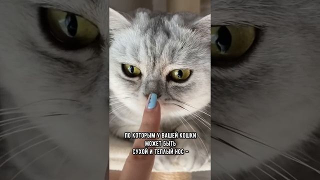 У твоей кошки сухой нос? Значит она… #кот #коты #shorts смотреть онлайн