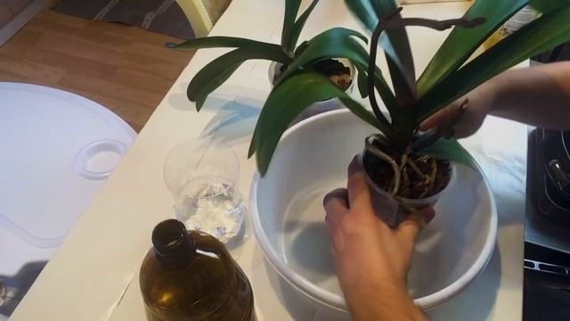 Как поливать орхидею в домашних условиях, полив орхидеи? смотреть онлайн