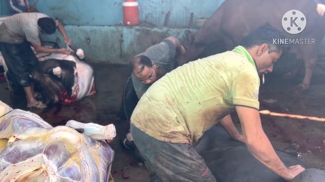 Live Buffalo Cutting! Professional Butcher