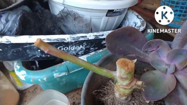 Cuidado Com Os Fungos, Veja O Que Aconteceu Com Minha Echeveria Gibbiflora Metálica.