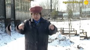 Посадка капусты для получения своих семян