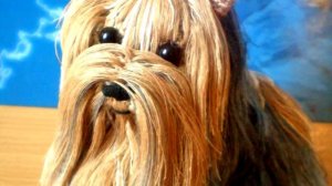 Амигуруми: схема Йоркширского терьера. Игрушки вязаные крючком! Free crochet patterns.