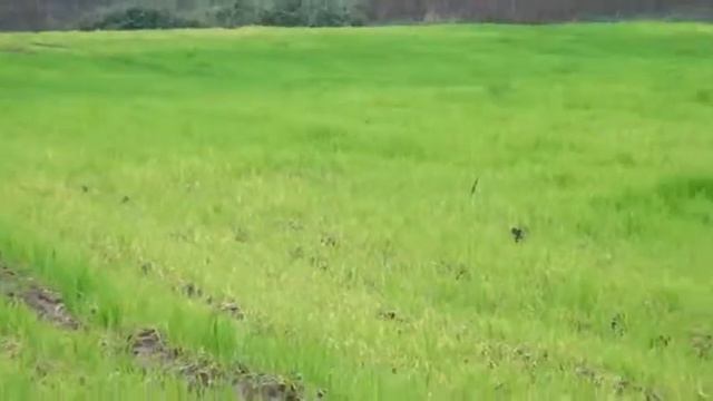 SUCCESSFUL KIWI PLANTATION IN LENKARAN смотреть онлайн