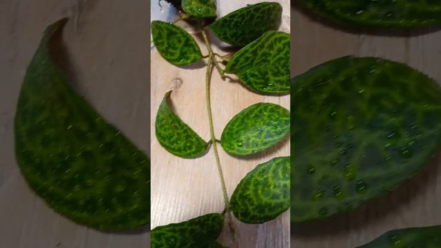 Эсхинантус мраморный смотреть онлайн