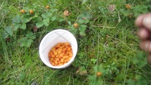 Сбор морошки(обычный)