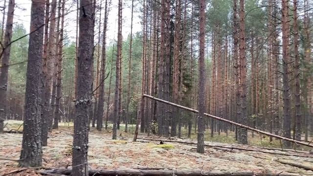 САМАЯ ЦЕННАЯ НАХОДКА ОКТЯБРЯ!Что мне снег или зной,что мне дождик проливной,когда мои грибы со мной смотреть онлайн