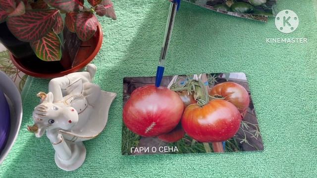 Шоколадные сорта в моей коллекции. Обзор. Часть 13.