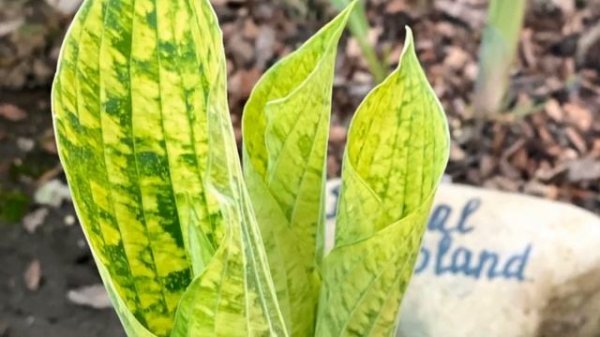 Hosta Danica Poul