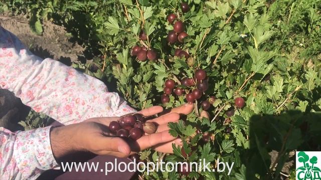 Крыжовник сорт Юбиляр. Высокоурожайный крупноплодный крыжовник. смотреть онлайн