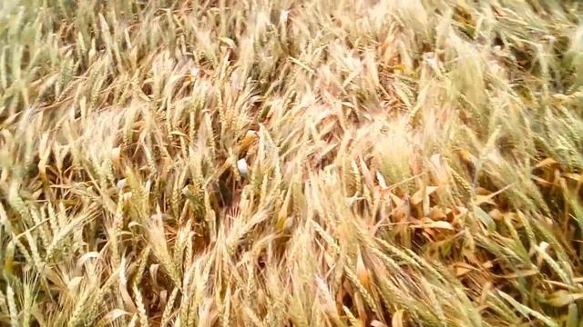 5.07.2021 пшениця шестопаловка без сліз не можливо дивитися смотреть онлайн