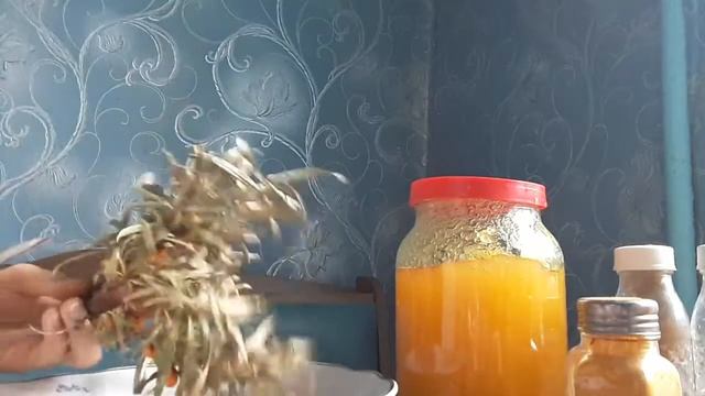 Как оборвать и заготовить облепиху смотреть онлайн