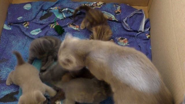 Котята. Шотландские страйты взрослеют учатся ходить. Мамочка шотландская вислоухая с котятами. смотреть онлайн