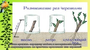 Размножение нефролеписа всеми доступными способами