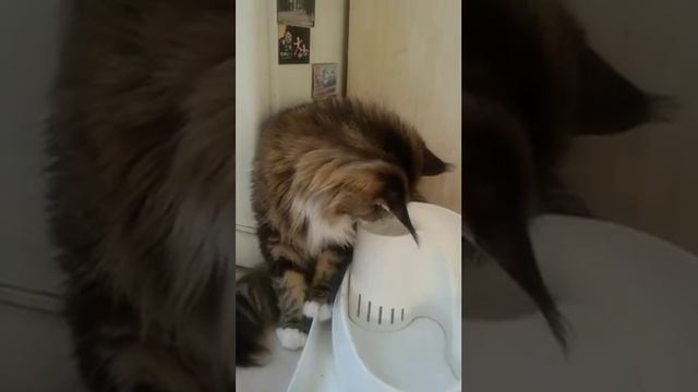 Котик Мейн-кун из питомника кошек Reino felino смотреть онлайн