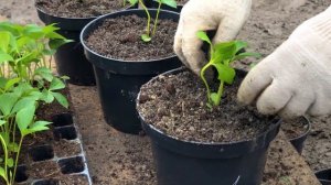 Посадка саженцев морозников в горшки | Кубаньсад