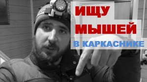 Мыши в каркасном доме