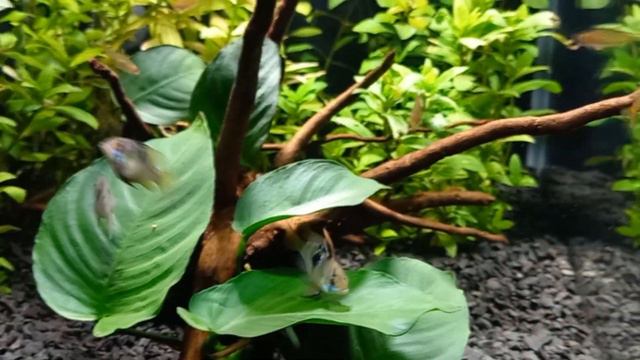 Akwarium Kostka / Aquarium Cube 49L 35x35x40 Aquael Fish & Shrimp Set Duo